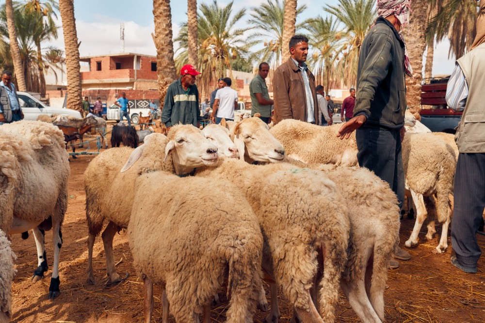 Le souk de Douz