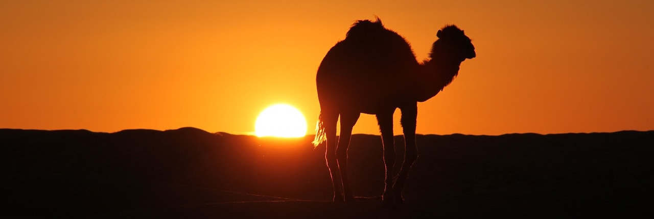 Votre agence de voyage en Tunisie