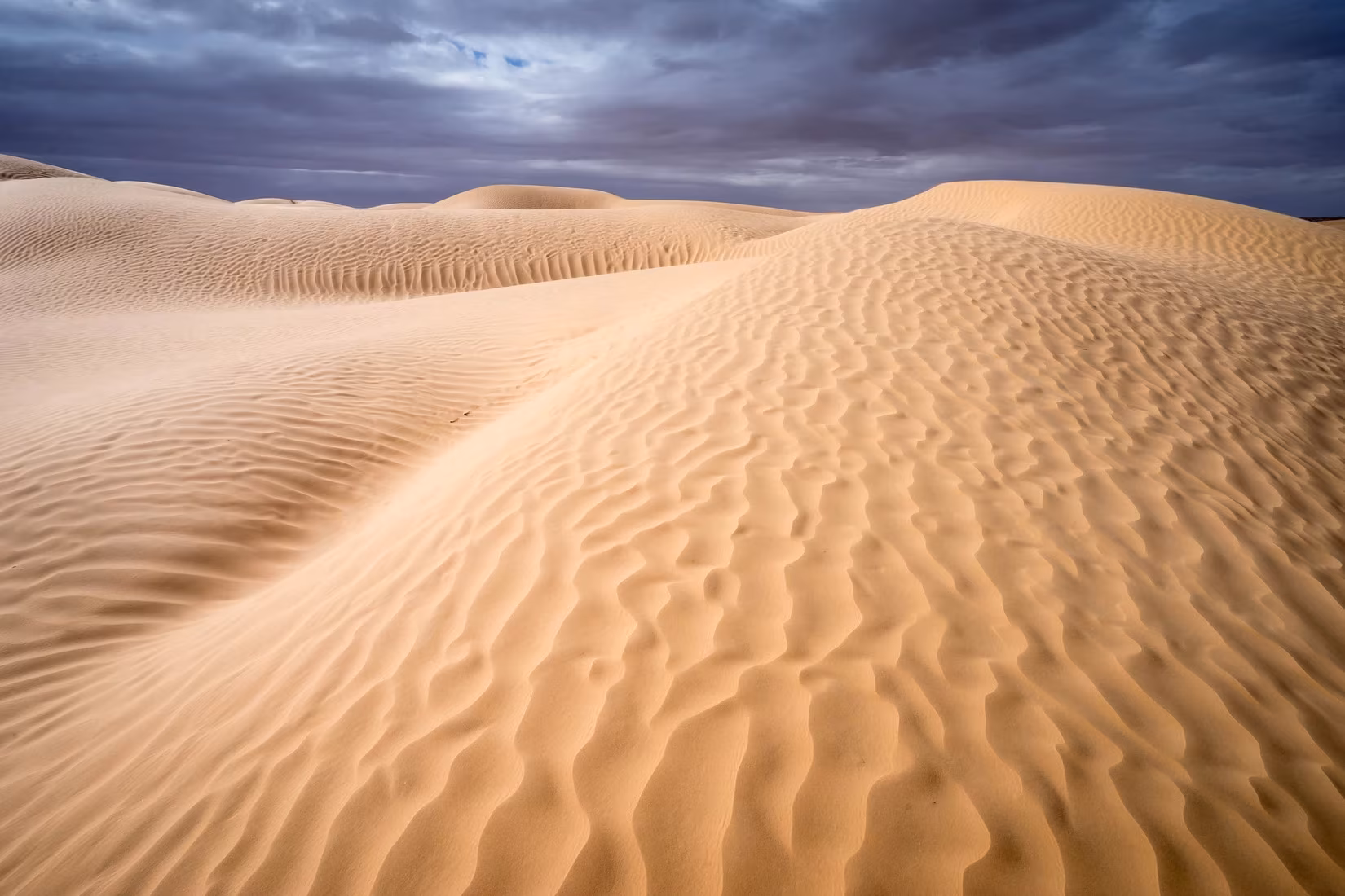 Saharan camel trek
