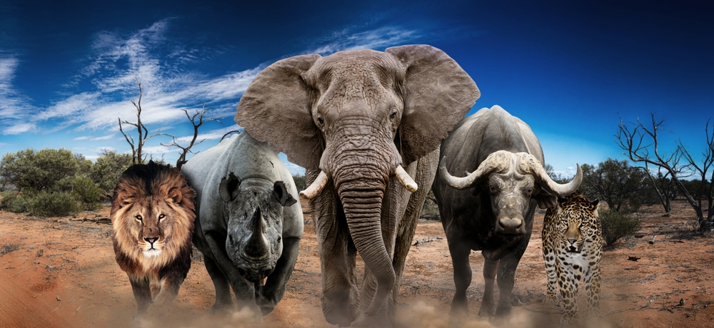 African Wild Animals: Discover the Big Five on a Safari in Tanzania!