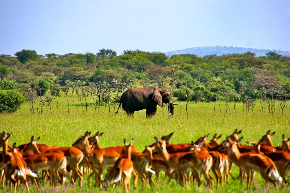 Voyage en Tanzanie : 10 conseils pour un safari réussi !