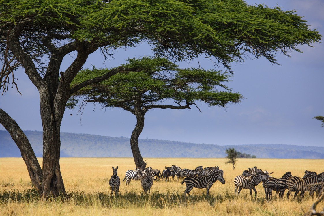 Parc National de Serengeti