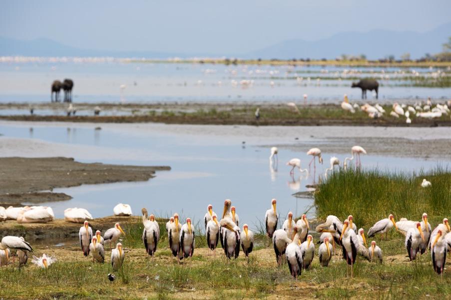 Les plus beaux safaris du Nord de la Tanzanie