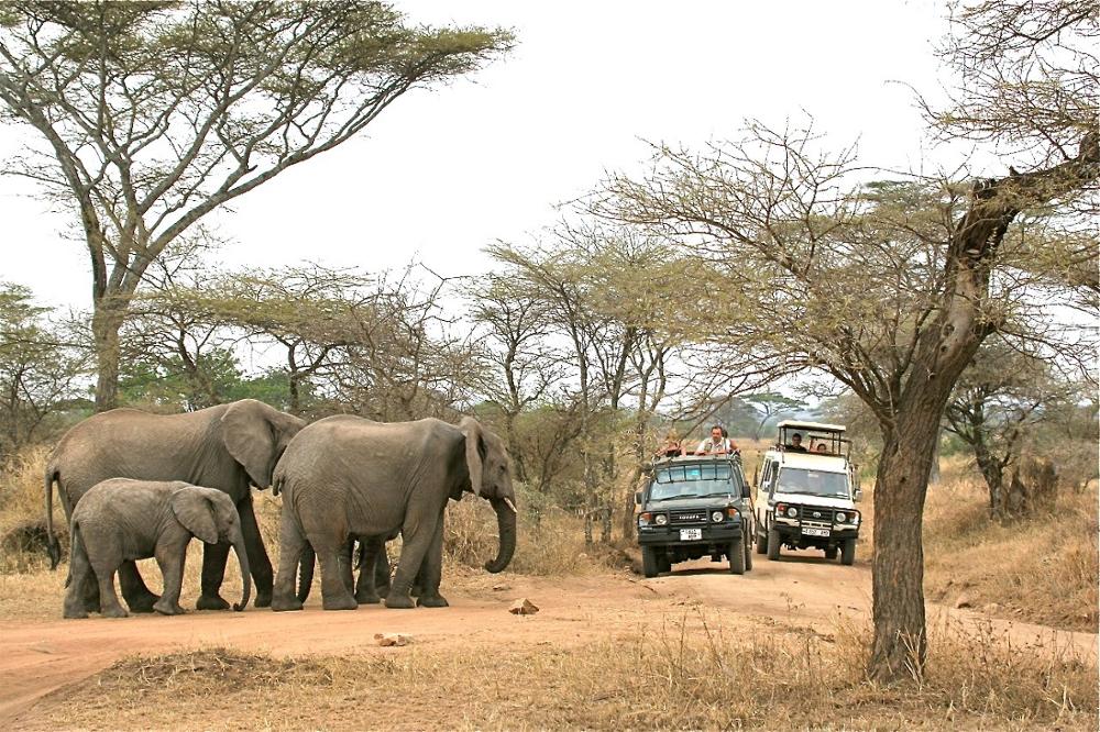 Les plus beaux safaris du Nord de la Tanzanie