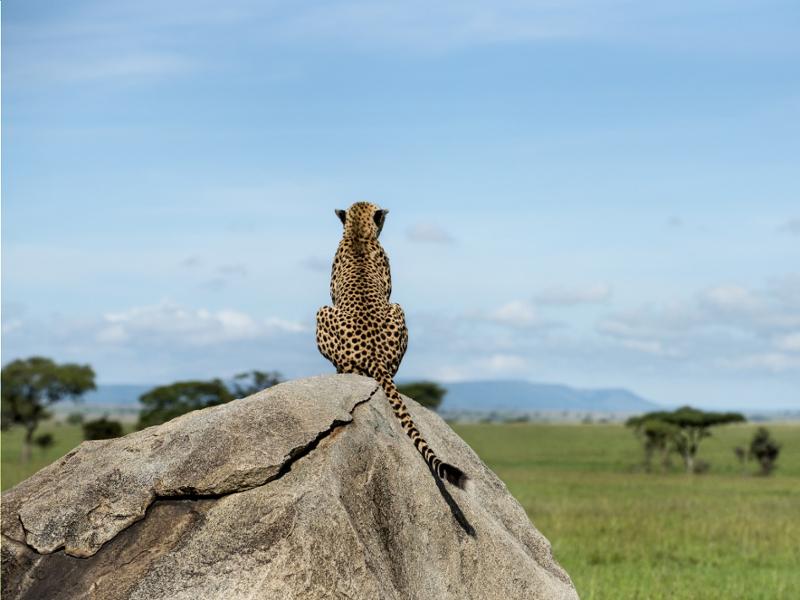 Les plus beaux safaris du Nord de la Tanzanie