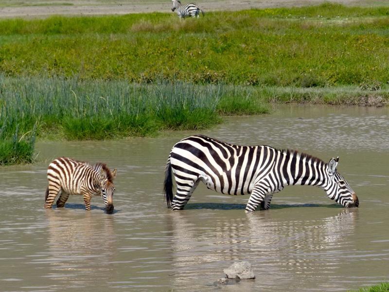 Les plus beaux safaris du Nord de la Tanzanie