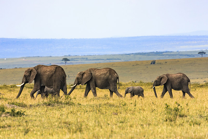 Voyager avec des enfants en Tanzanie