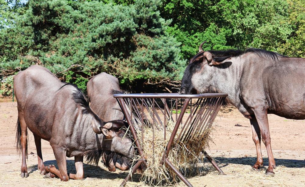 Portrait du gnou, l’animal emblématique de la Grande migration