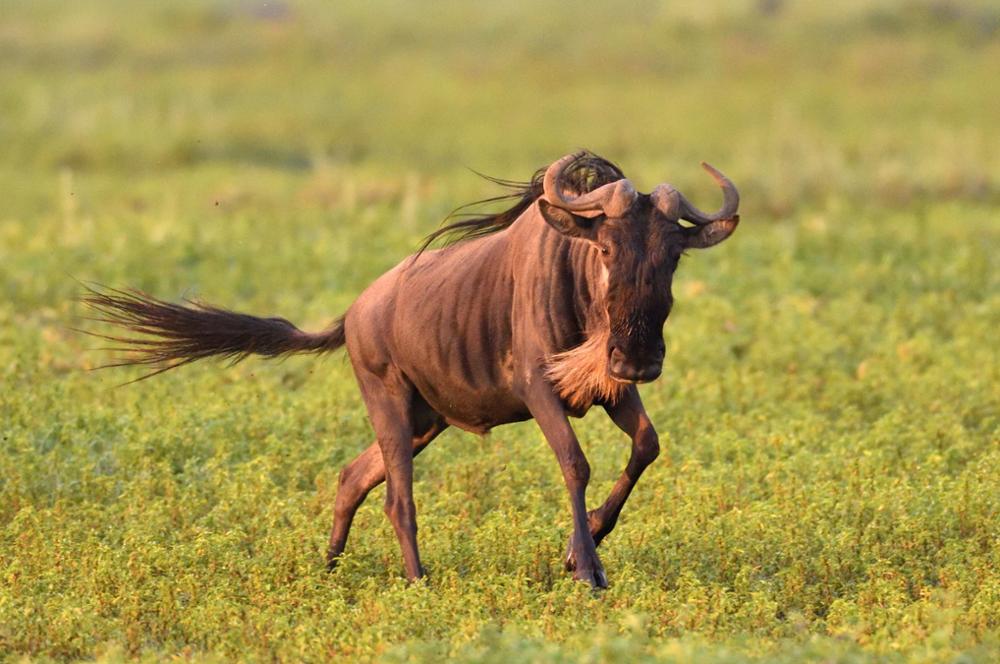 Portrait du gnou, l’animal emblématique de la Grande migration