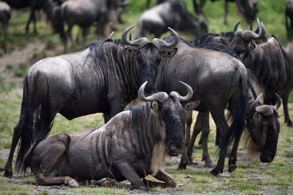 Portrait du gnou, l’animal emblématique de la Grande migration