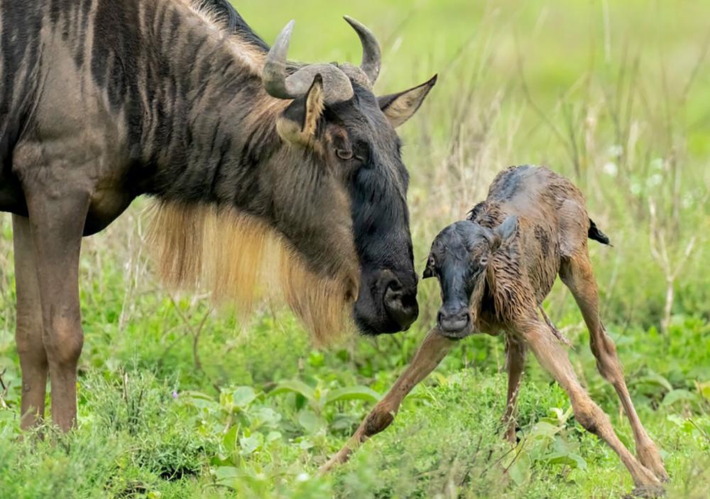 Portrait du gnou, l’animal emblématique de la Grande migration