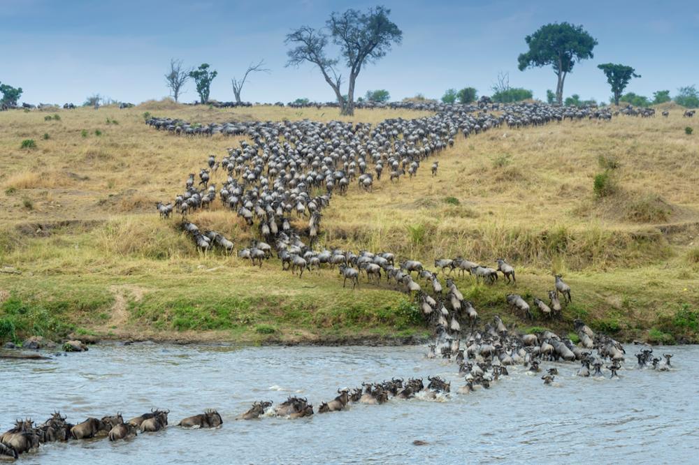 Portrait du gnou, l’animal emblématique de la Grande migration