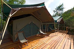 Impala Selous Camp