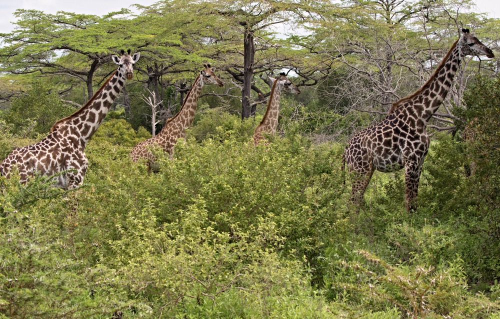 Parc National de Nyerere