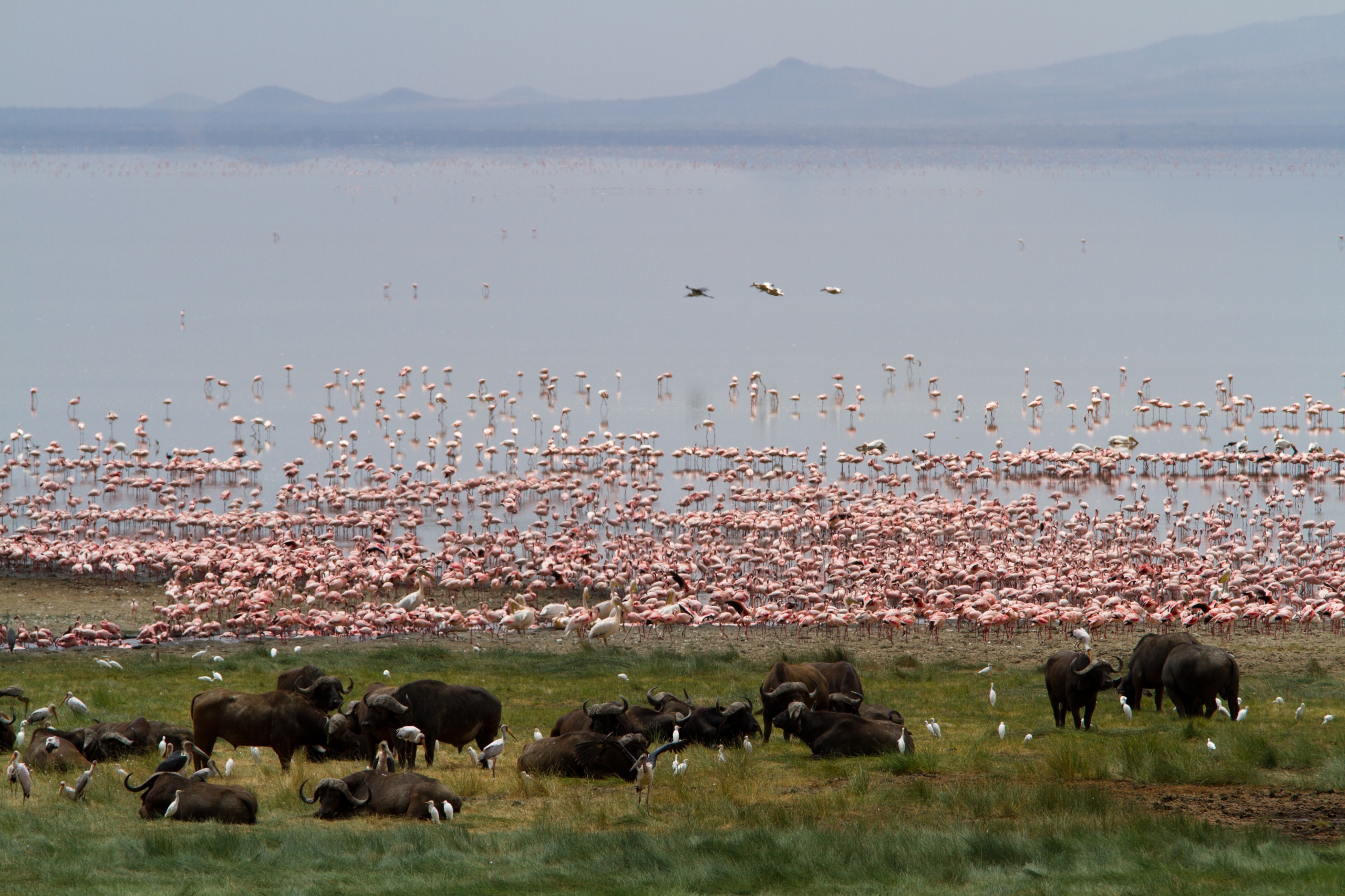 Où observer les oiseaux en Tanzanie ?