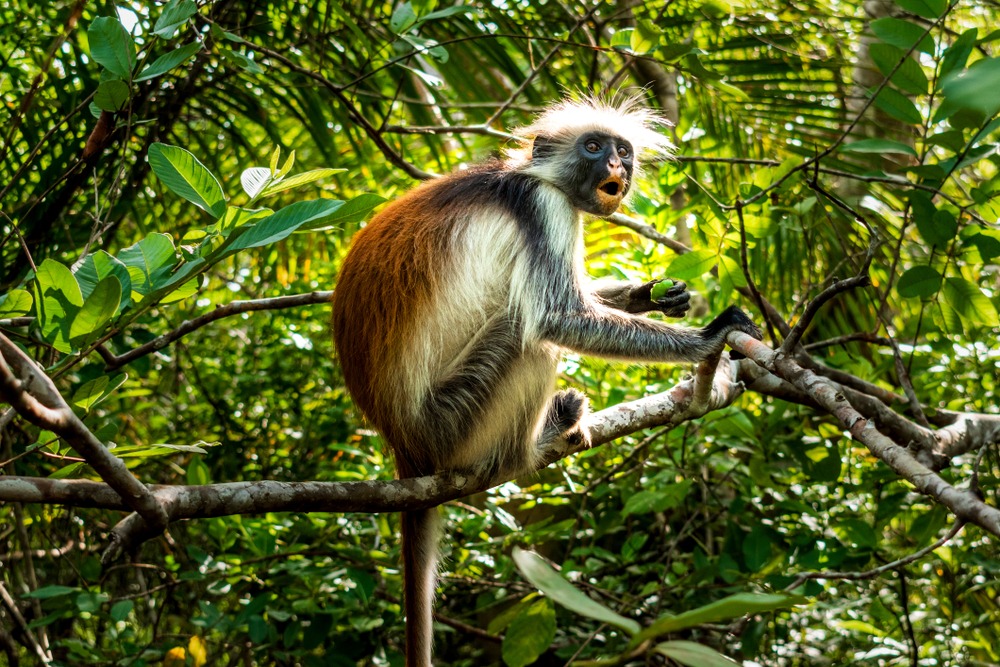 Parc national Jozani Chwaka Bay