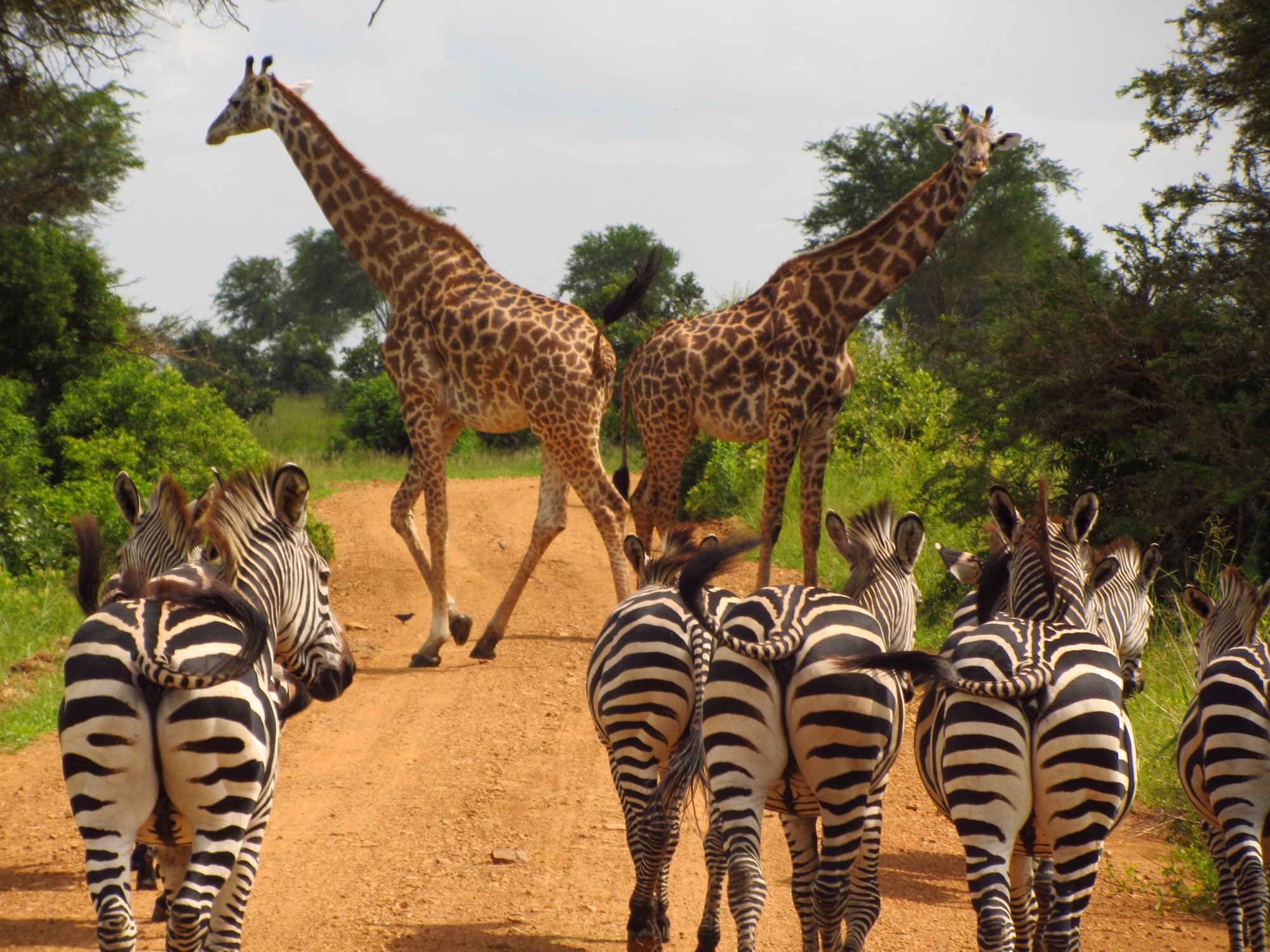 Que faire en Tanzanie : les meilleures activités