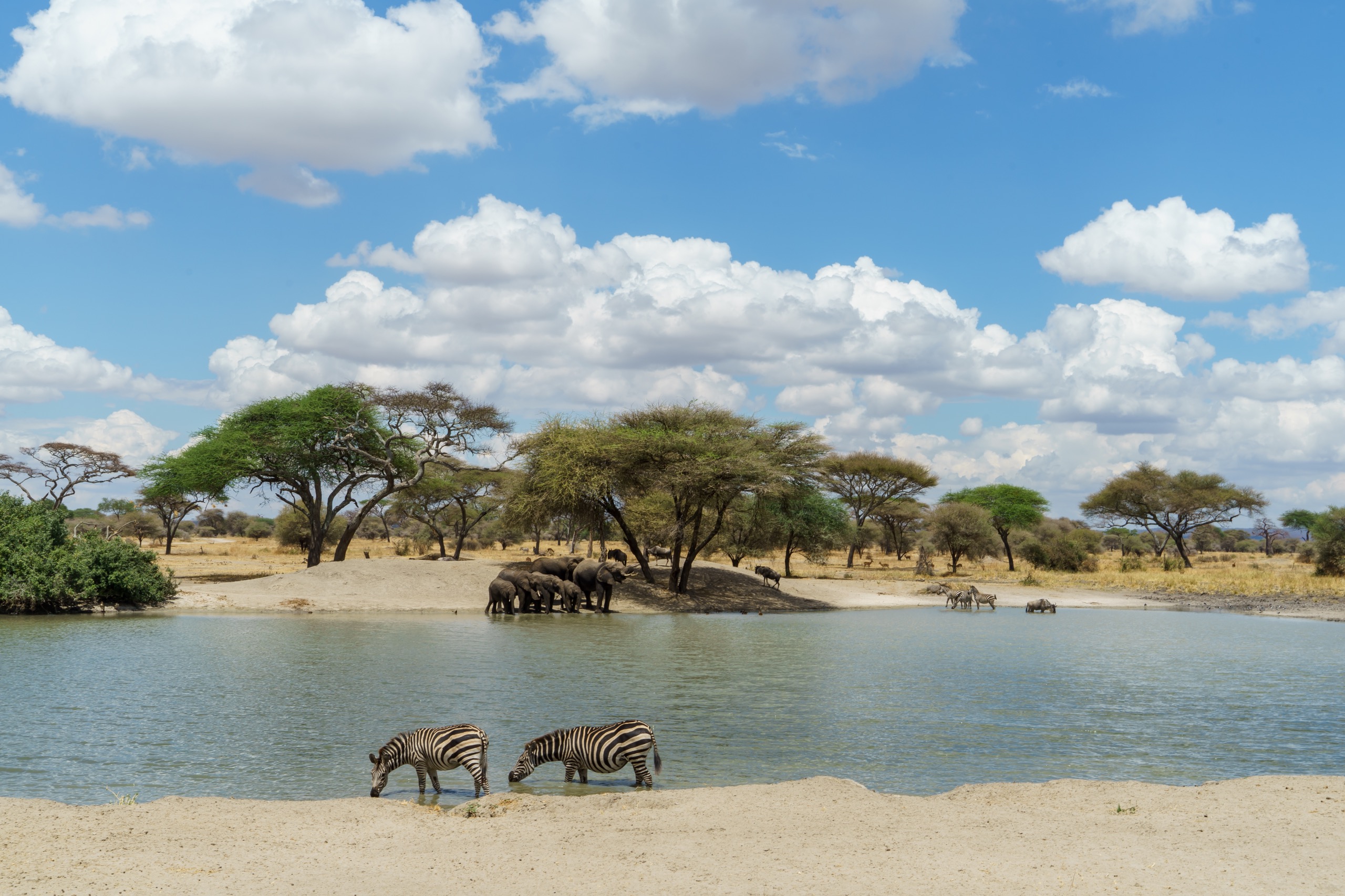 Quel safari choisir entre Serengeti et Tarangire ?