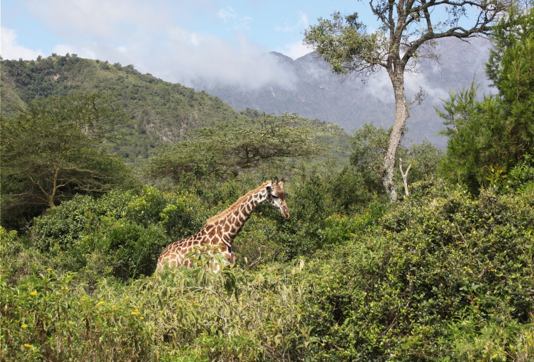 Parc National d'Arusha