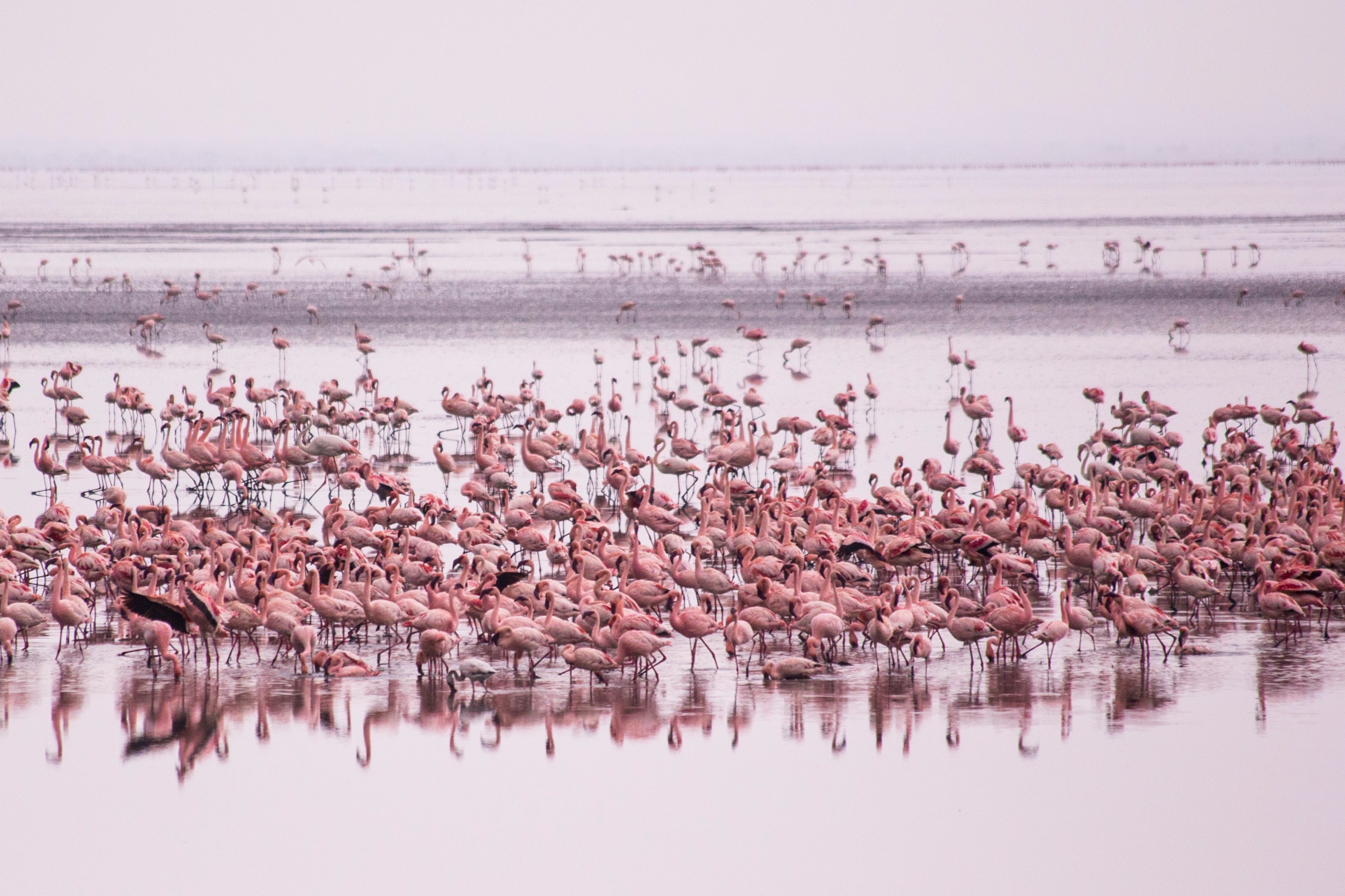 Where Can You Observe Pink Flamingos in Tanzania?
