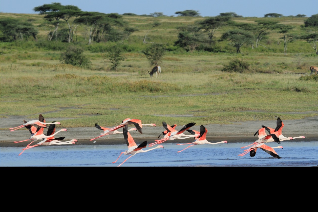 Le lac Ndutu