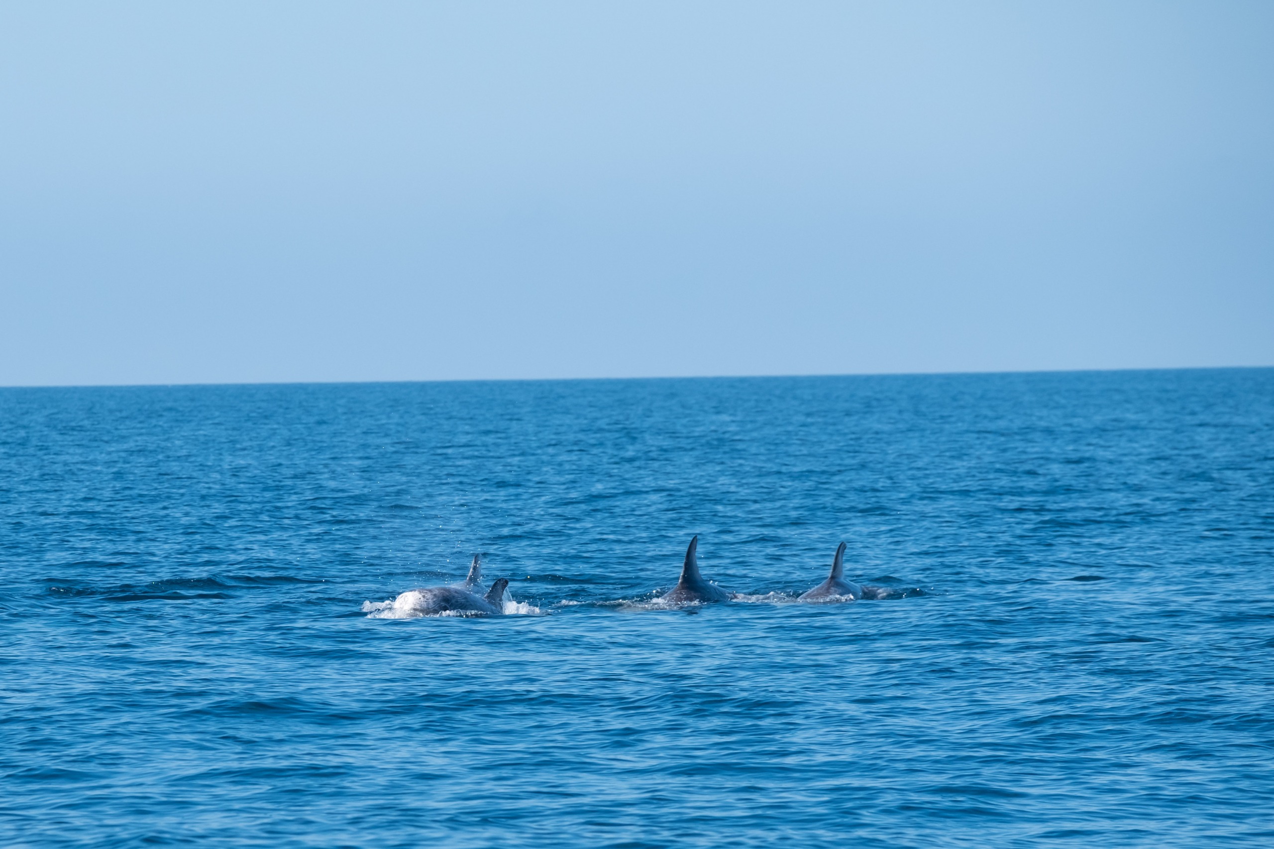 Voir les dauphins à Zanzibar : 6 points à retenir