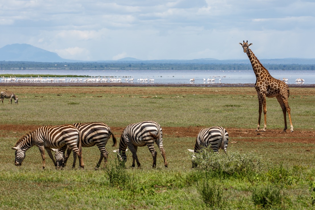 Faire un safari