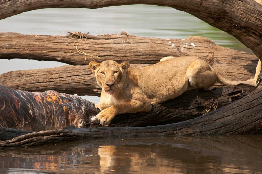 Les plus beaux safaris du Sud de la Tanzanie