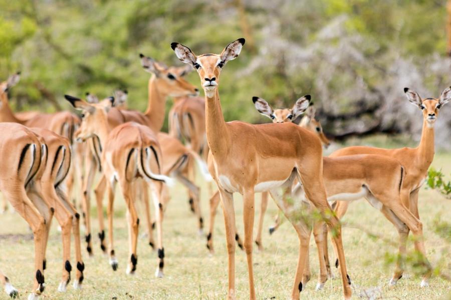 Les plus beaux safaris du Sud de la Tanzanie
