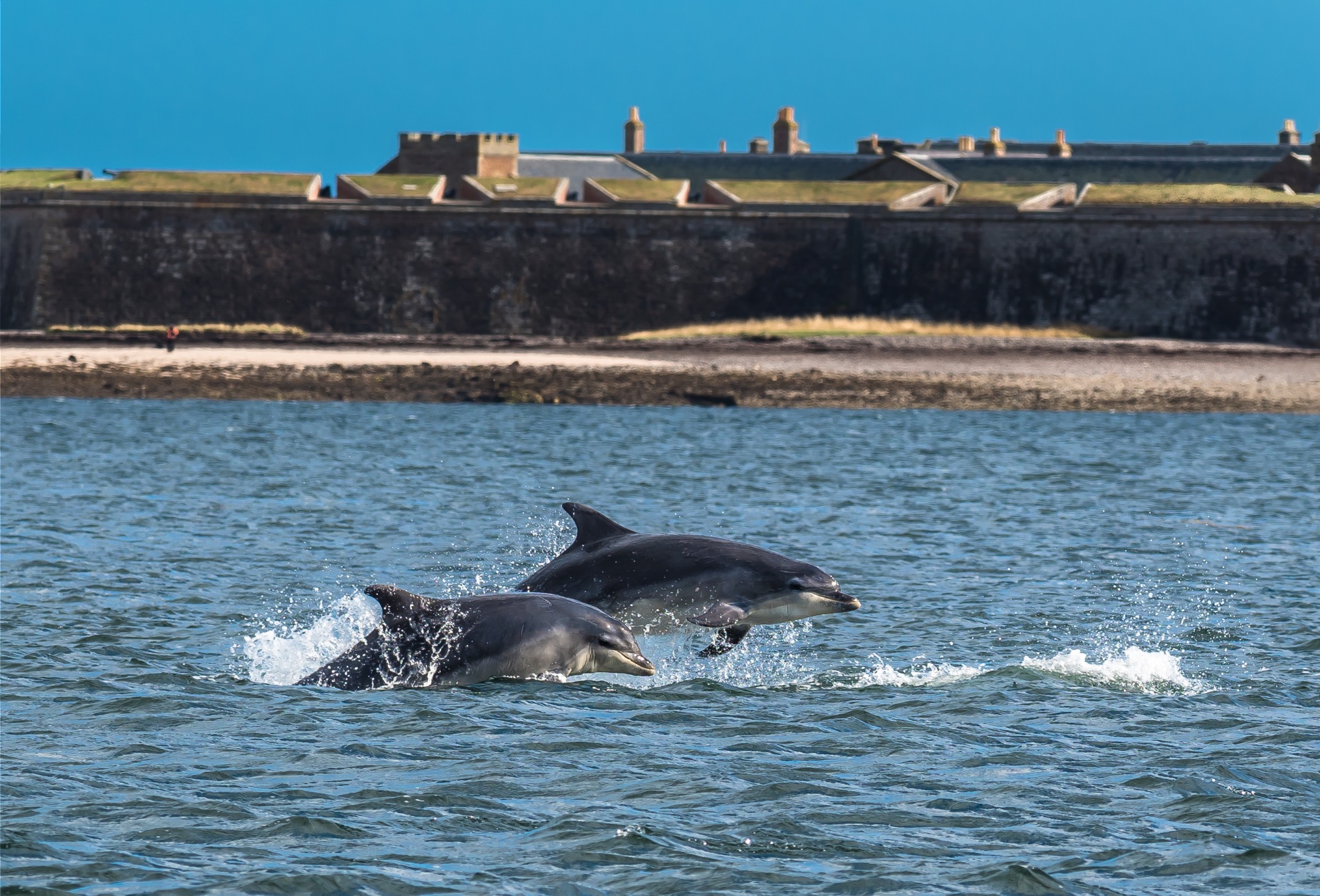 Où voir les dauphins en Écosse ? Notre guide pratique