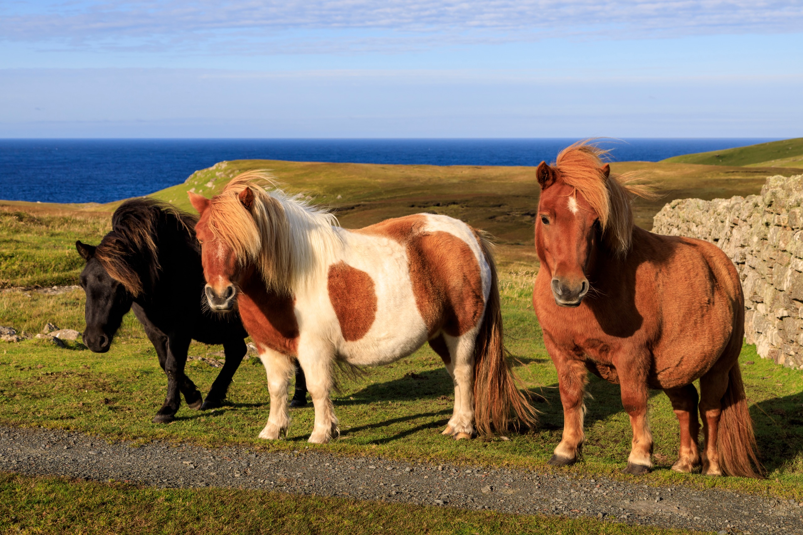 Quels animaux peut