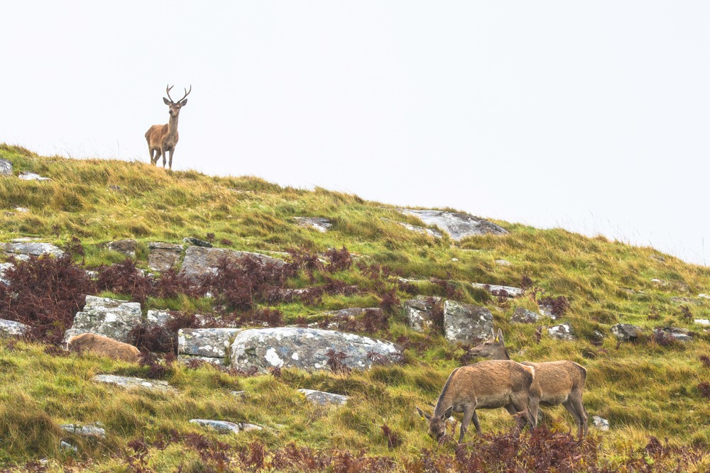 La péninsule d'Ardnamurchan
