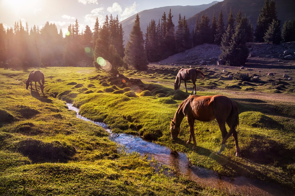 Transhumance