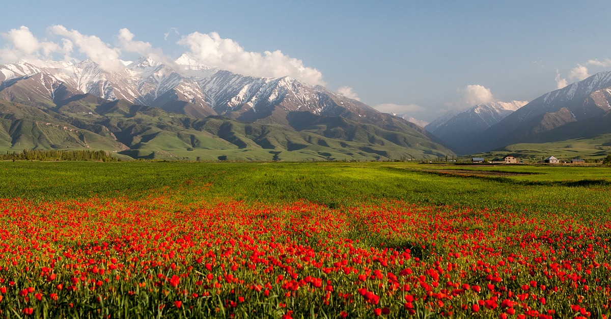 La vallée des fleurs de Kok Zhaiyk