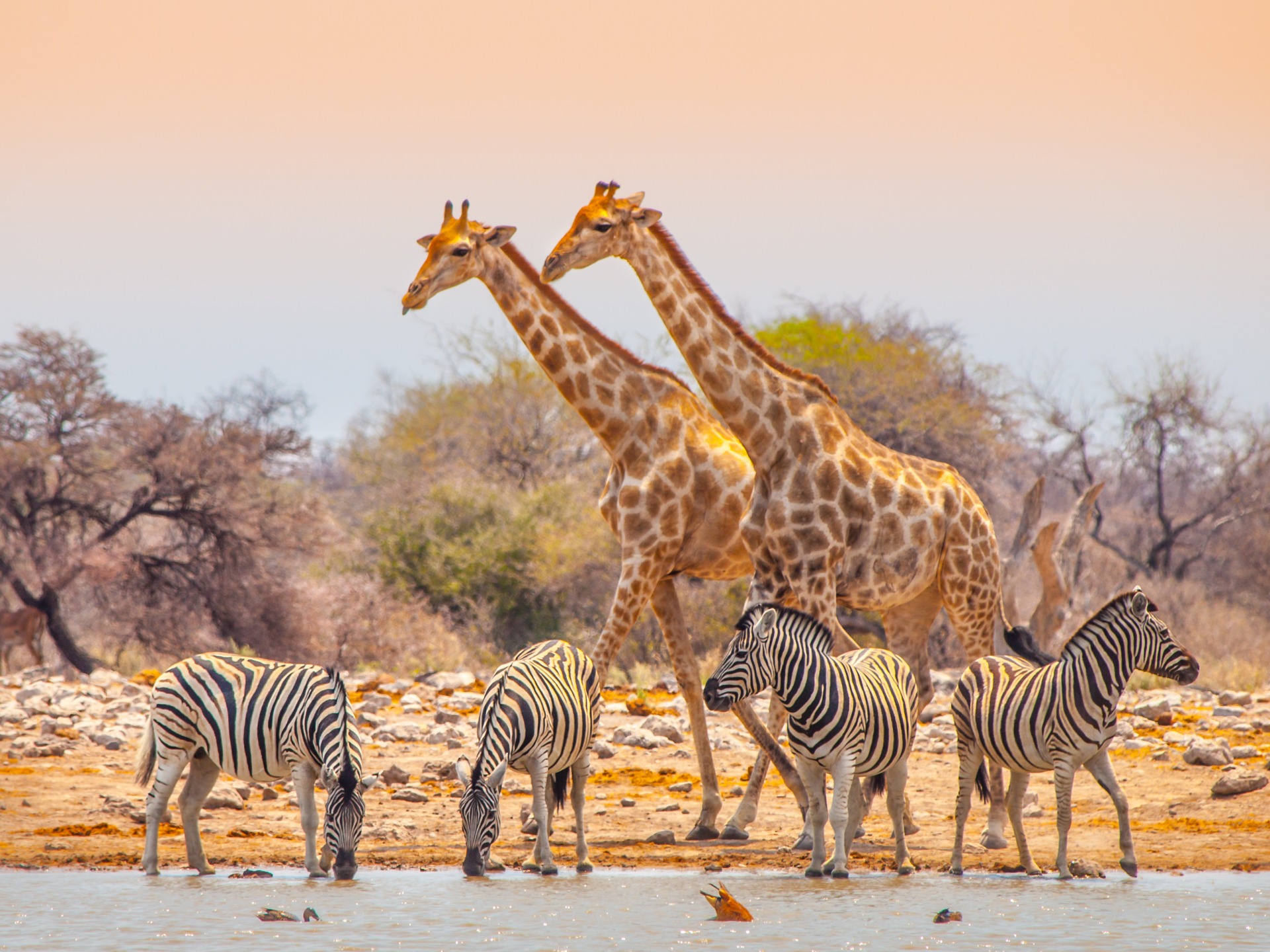Parc national d'Etosha