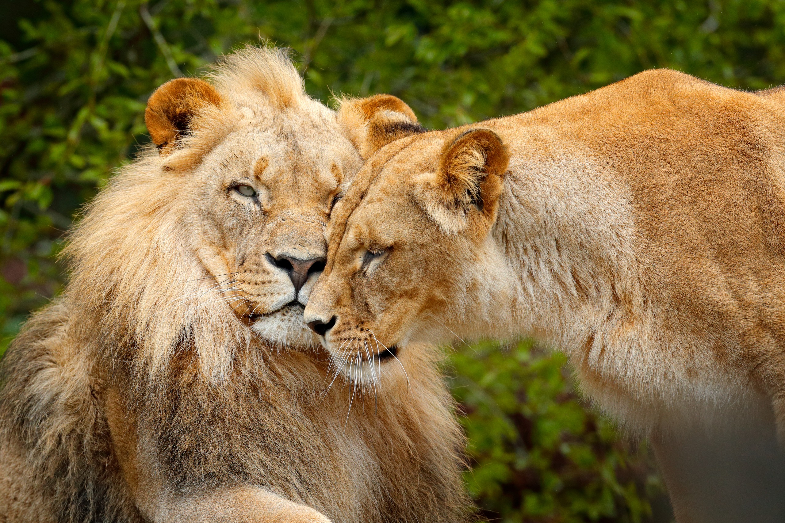 Le parc national Chobe