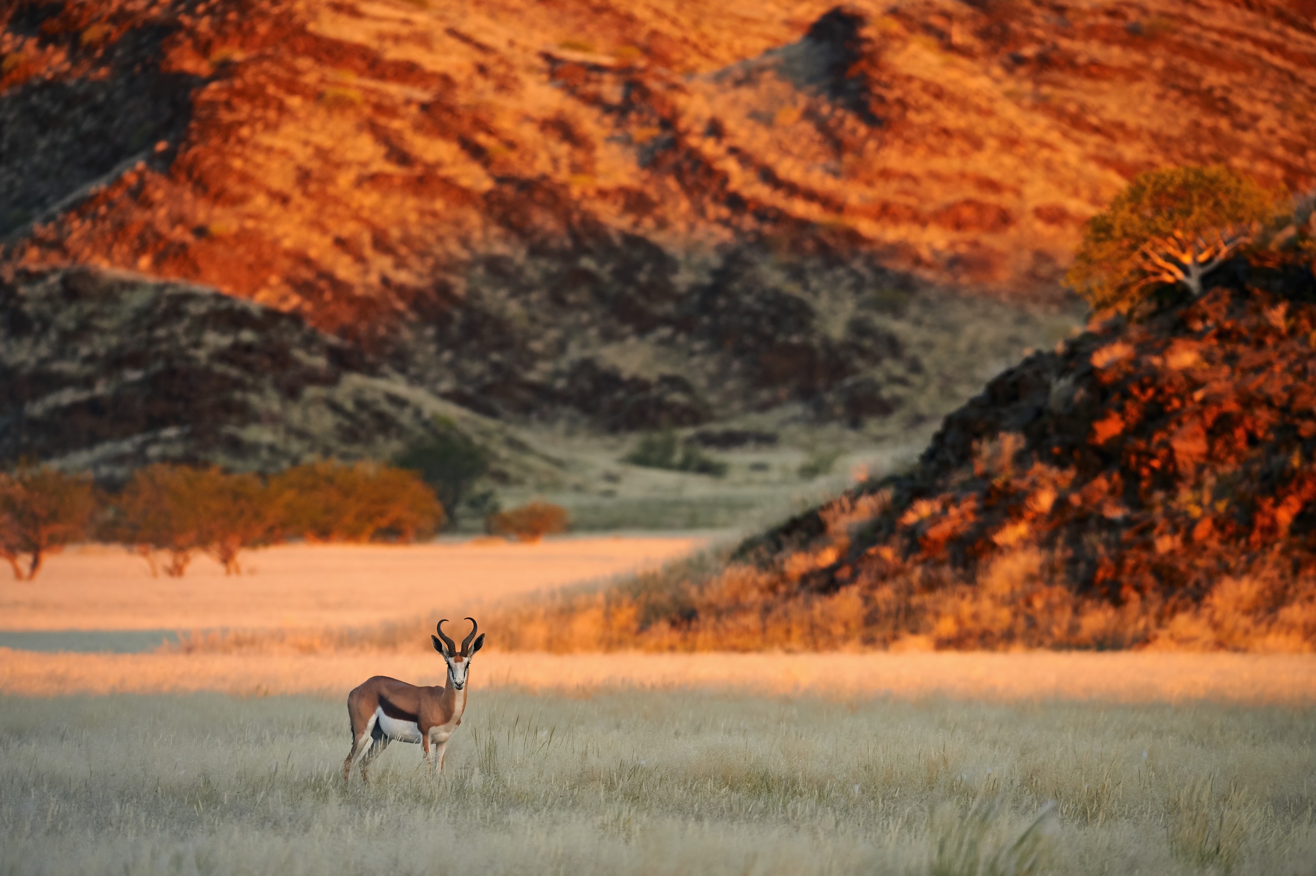 Pourquoi choisir la Namibie pour faire un safari
