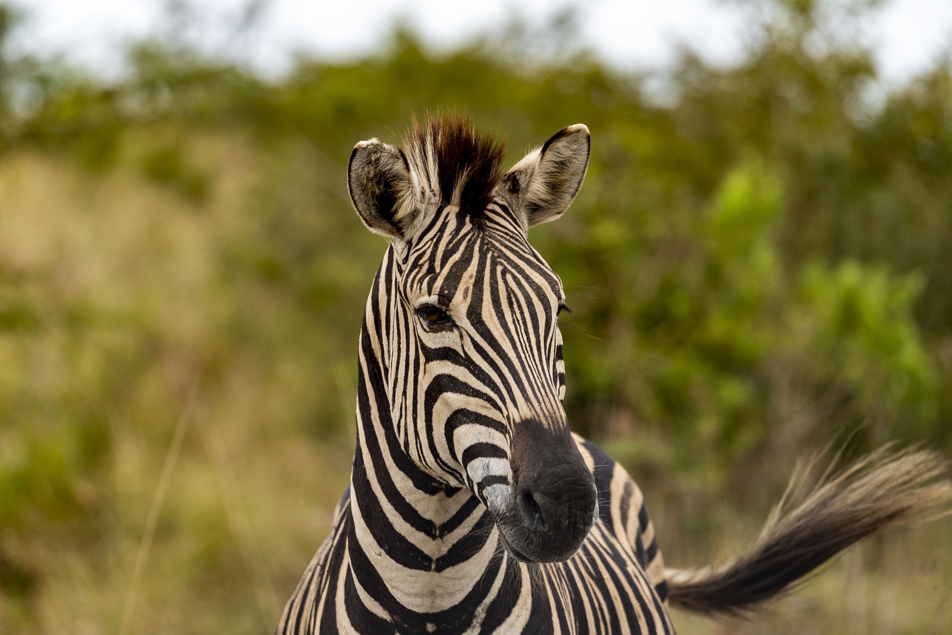 Les plus beaux safaris à faire en Namibie