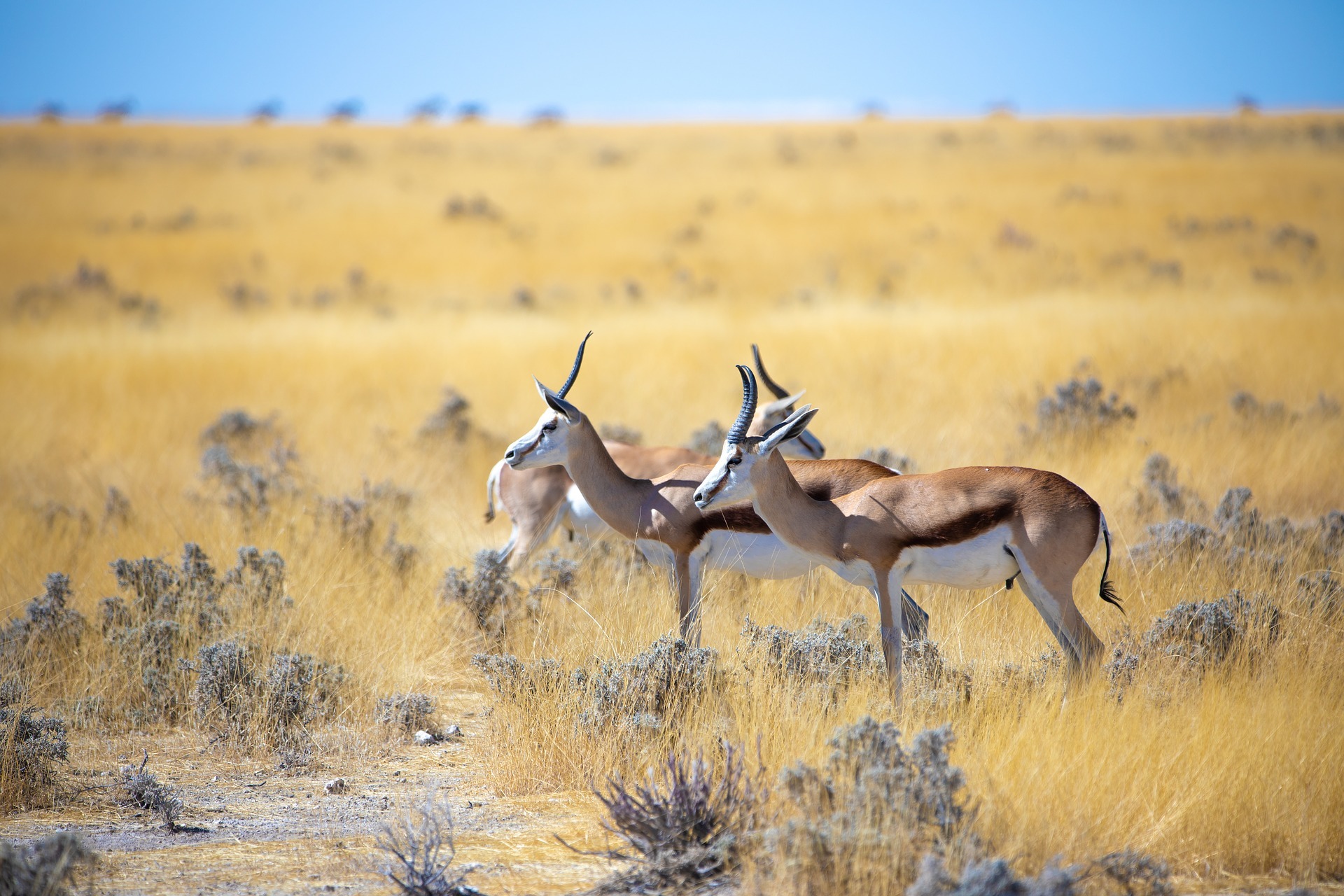 Votre agence de voyage en Namibie