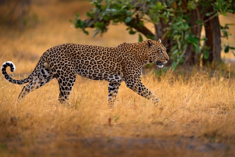 Moremi Game Reserve