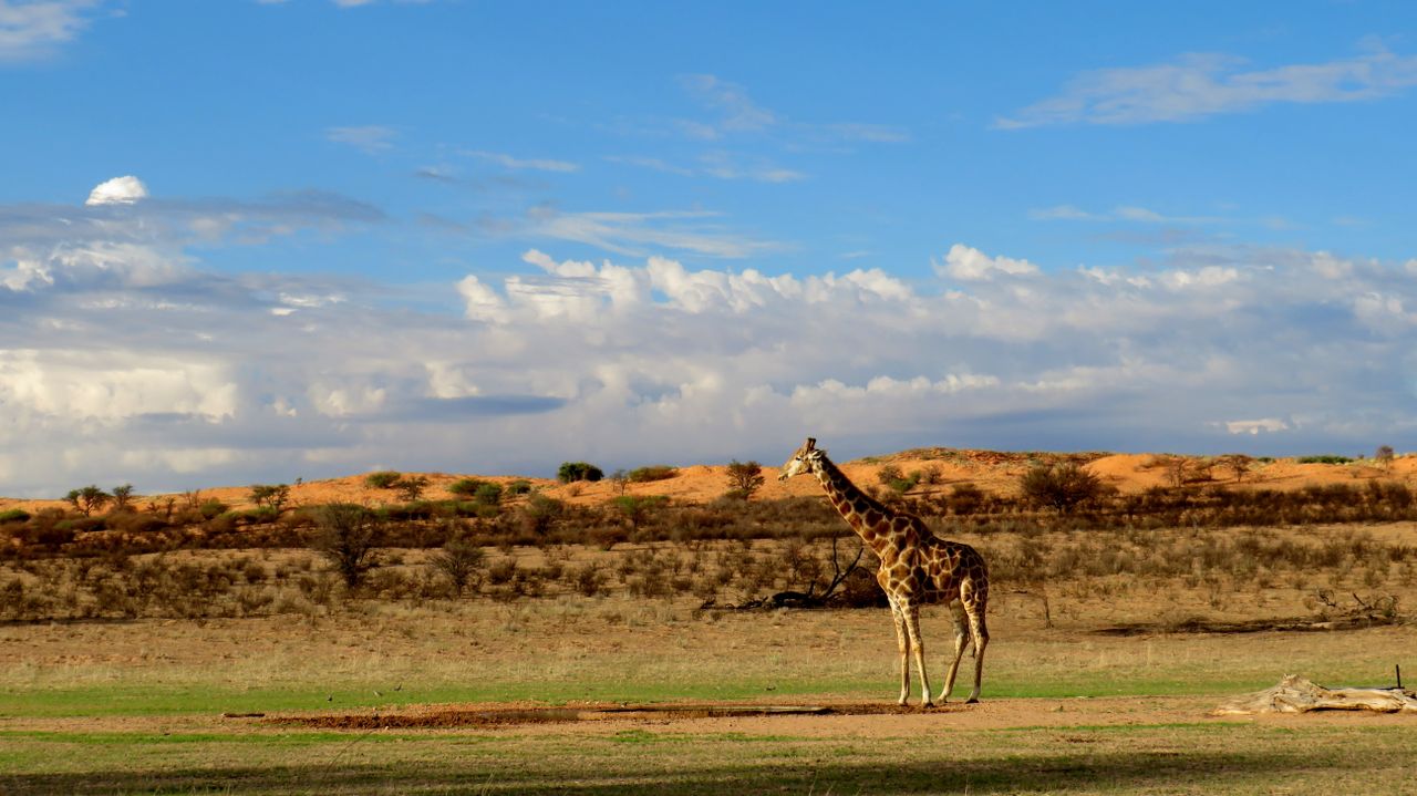 Desierto de Kalahari