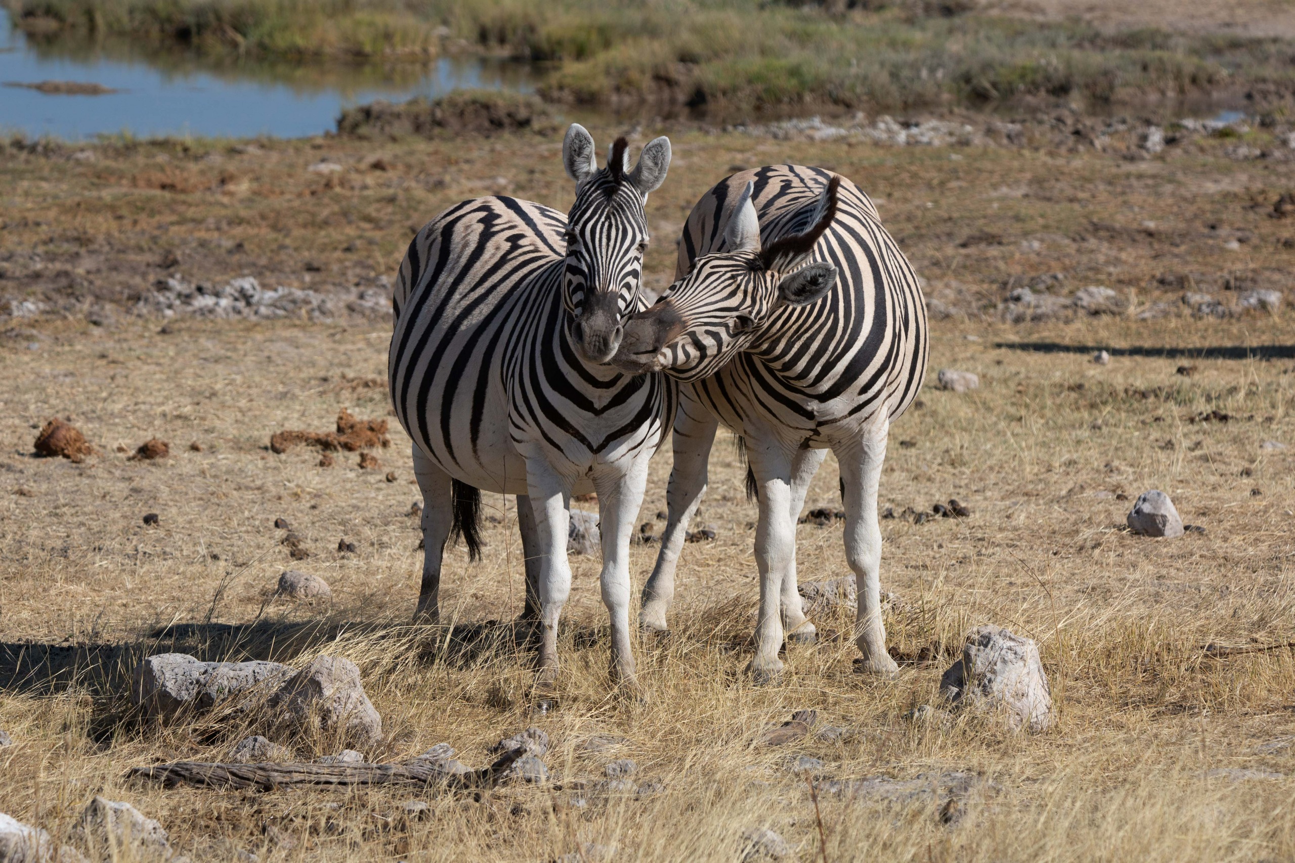 Namibie, Chobe & Victoria Falls (guide francophone)