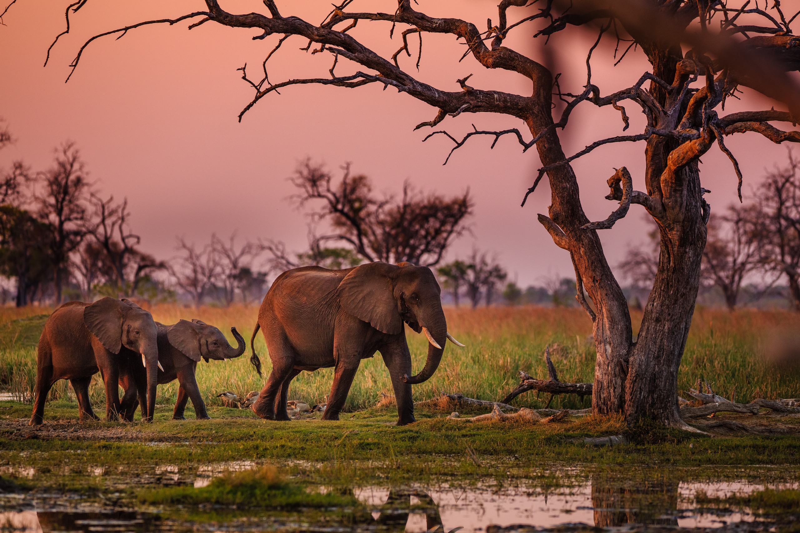 À la découverte des bushmen et du Delta de l'Okavango