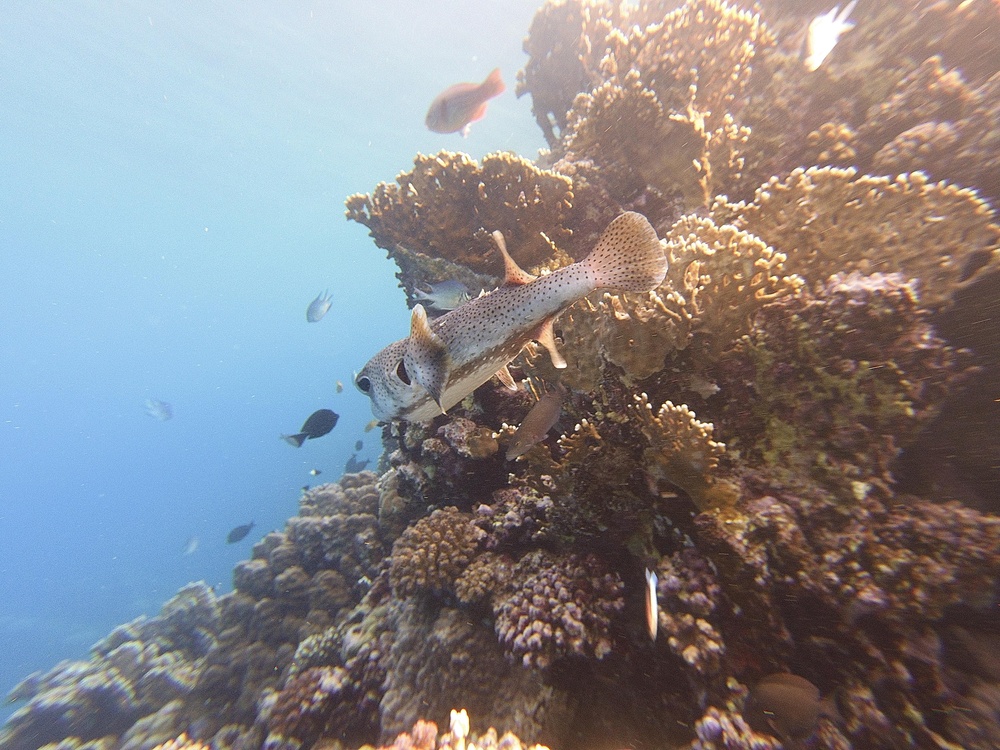 Los mejores spots de buceo en Egipto (Mar Rojo)