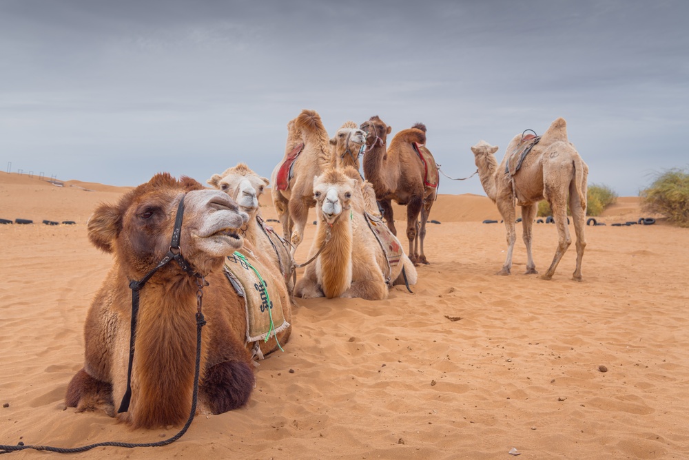 Les animaux à découvrir lors d’un voyage en Egypte
