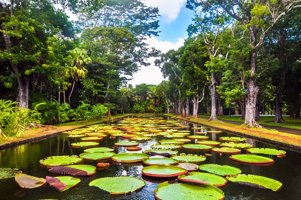 Jardin botanique de Sir Seewoosagur Ramgoolam