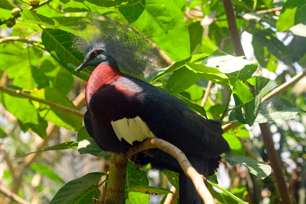 Parc national de Bali occidental