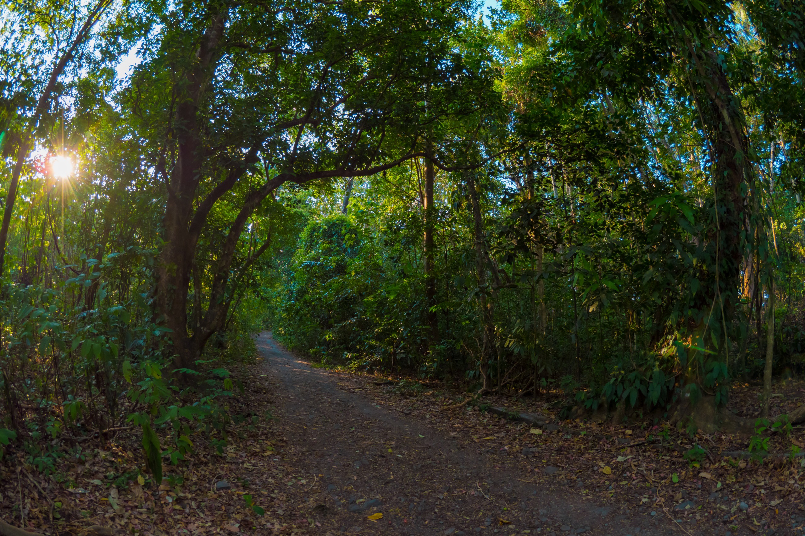 La Réserve naturelle de Tangkoko Batuangus