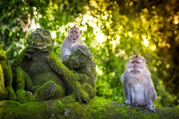 Ubud Monkey Forest, photo via Shutterstock