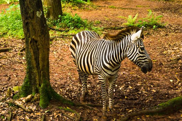 Zebra at Ragunan Zoo, photo © Teguh Jati Prasetyo via Shutterstock